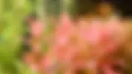 Video Placeholder